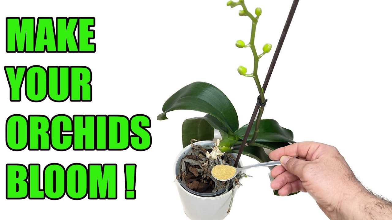 Important Growing Technique For Orchids | Make Your Orchid Bloom !