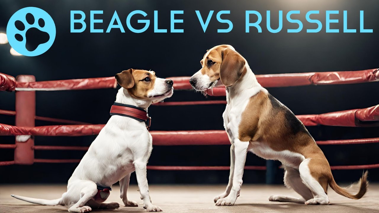 Jack Russell vs. Beagle - Which One Should You Choose