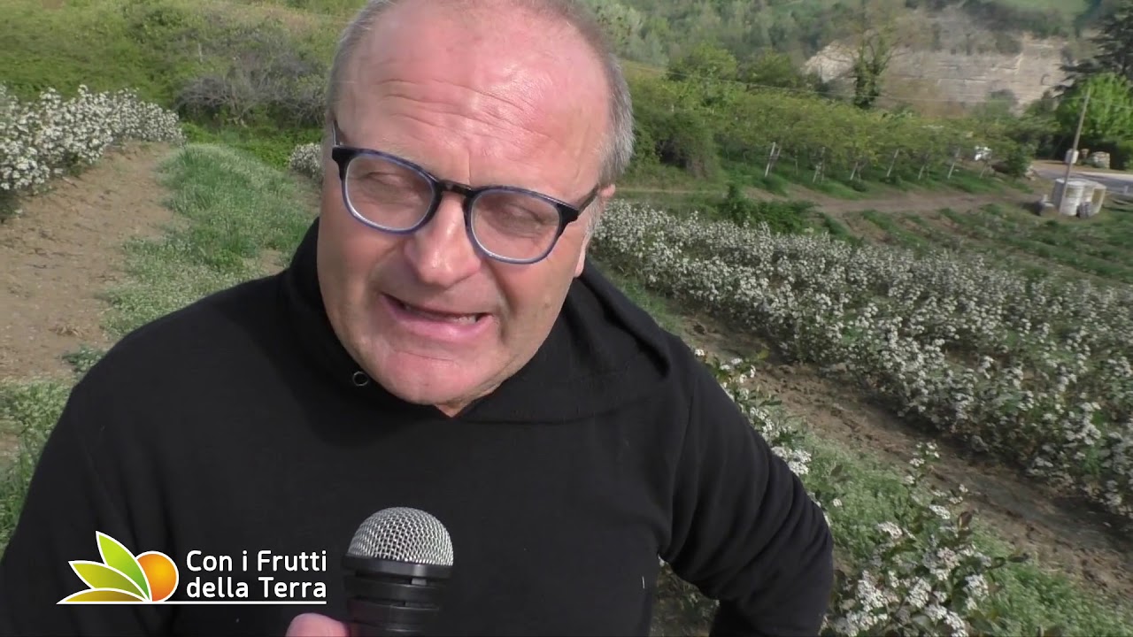 Fontanelice: aronia in fiore e aumentano gli ettari