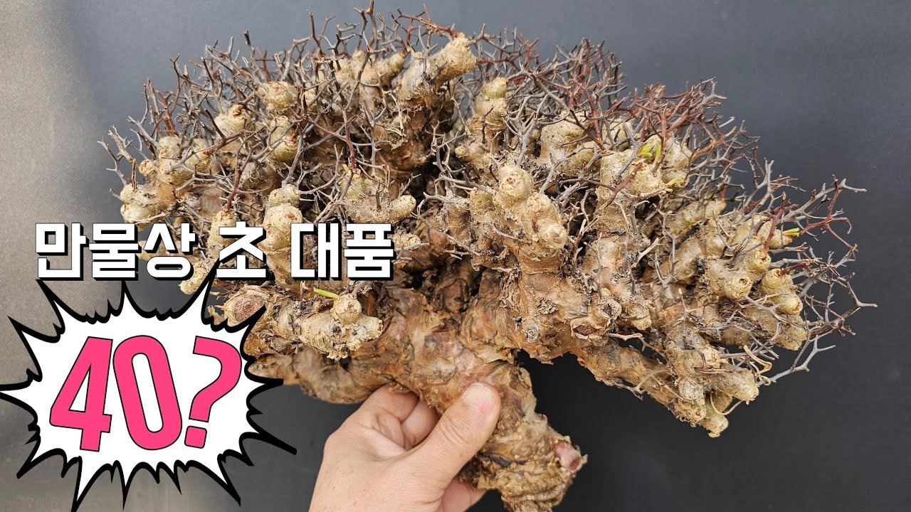 꼭 보세요 만물상 관심 있으신분들은