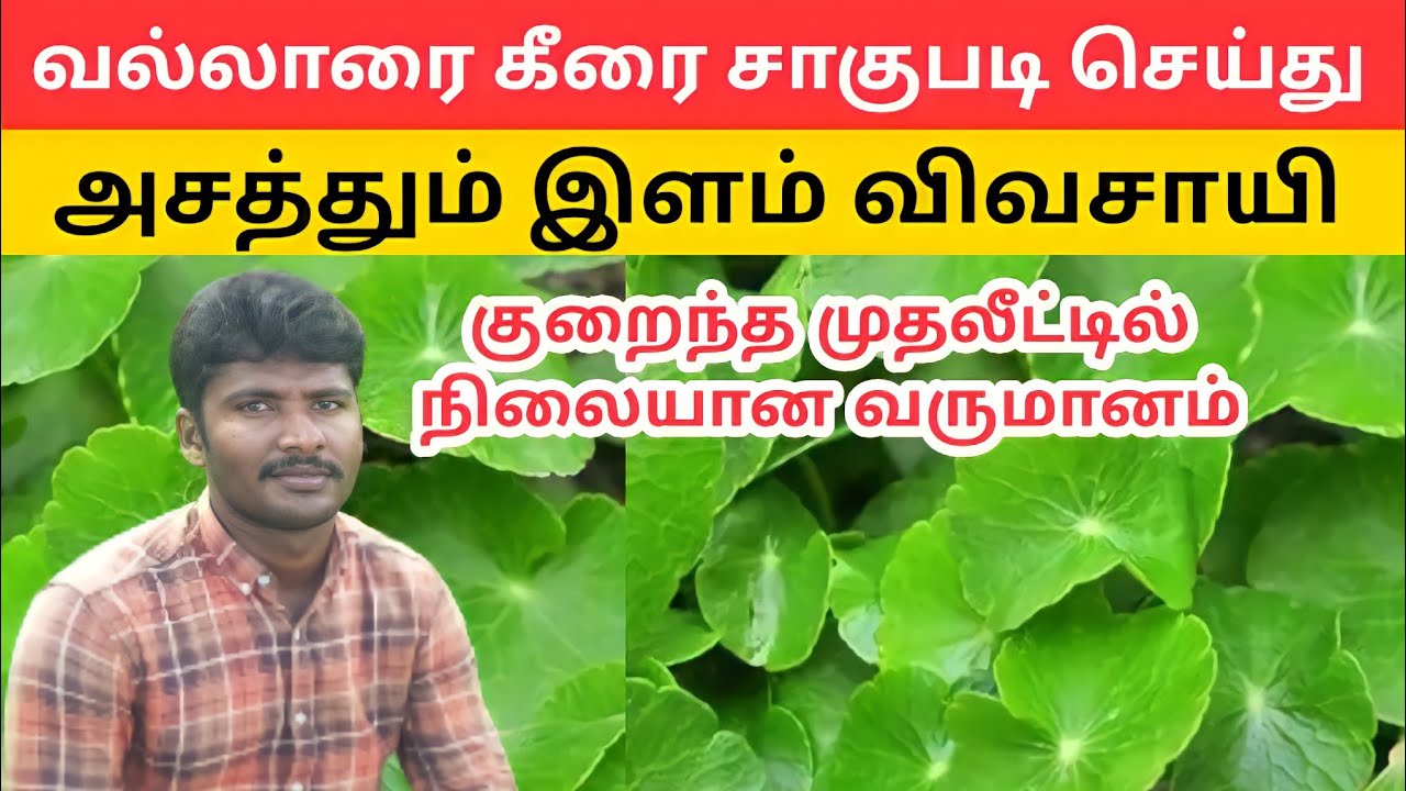 வல்லாரை கீரை சாகுபடி செய்து அசத்தூம் இளம் விவசாயி Centella asiatica | organic farming | vivasayam