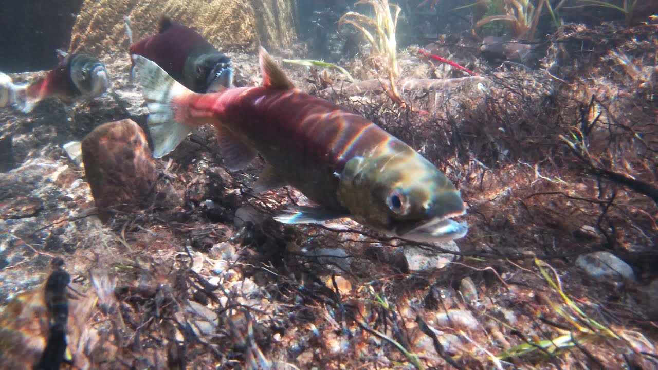 Taylor Creek, South Lake Tahoe -Kokanee Salmon Run