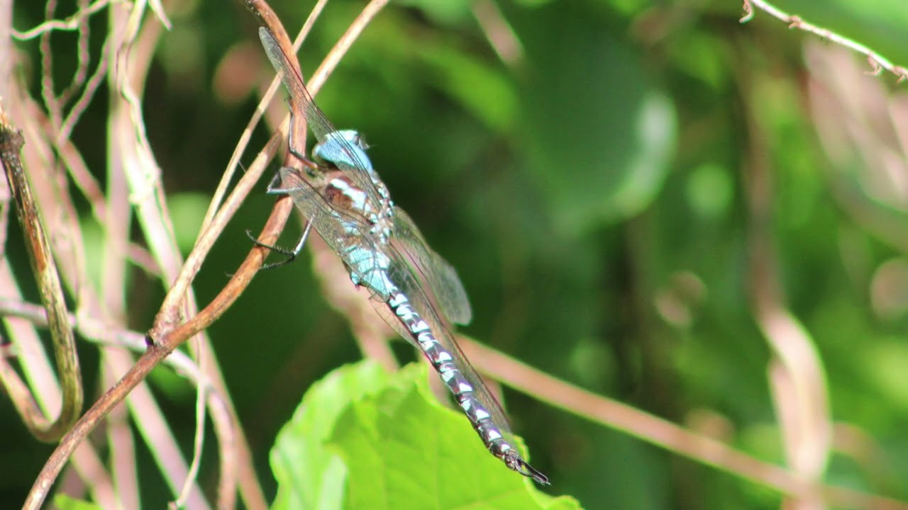 SPATTERDOCK DARNER dragonfly