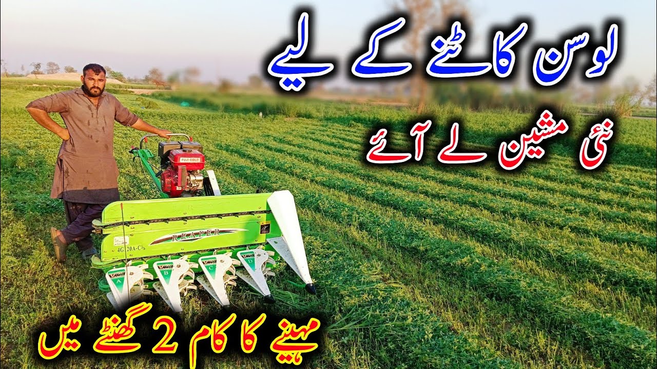New Machine For The Cutting Of Alfalfa - Loosan Ki Hay - Alfalfa Hay
