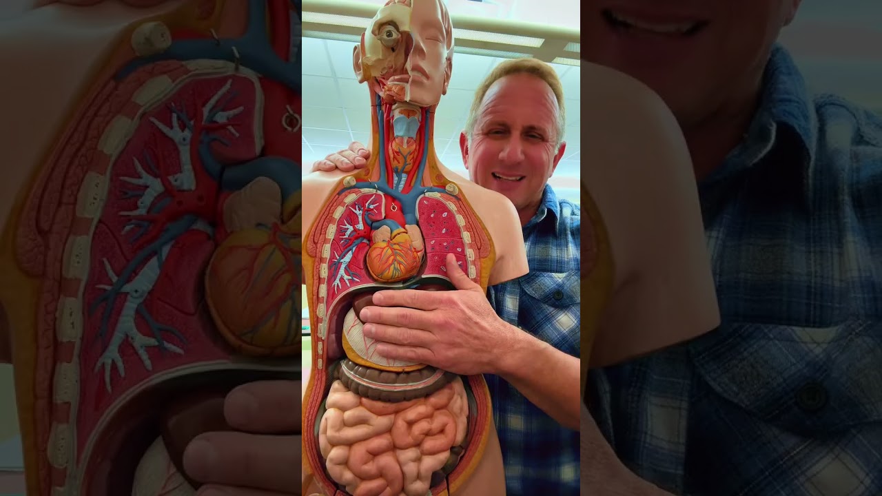 Cardio system and organs