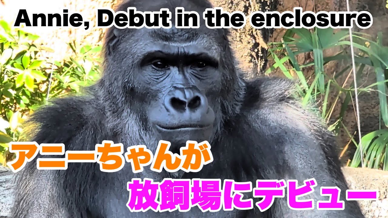 アニーちゃんが放飼場にデビュー（Annie, debut in the disclosure)&ゲンタロウくんの竹筒チャレンジ（Bamboo tube challenge)2026.01.02