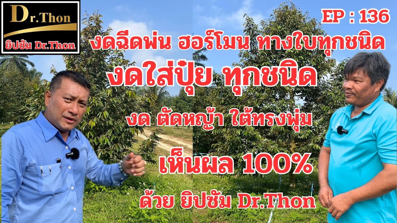 เลี้ยงหญ้าใต้ทรงพุ่ม ทุเรียนสมบูรณ์ (136) ด้วยยิปซัมDr.Thon โทร.099-425-6888