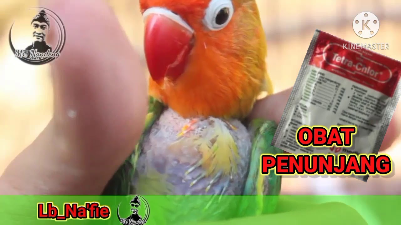 #SAYA_JAMIN_100% PASTI SEMBUH.! CARA MENANGANI ATAU MENGOBATI LOVEBIRD CABUT BULU DIJAMIN BERHASIL!!