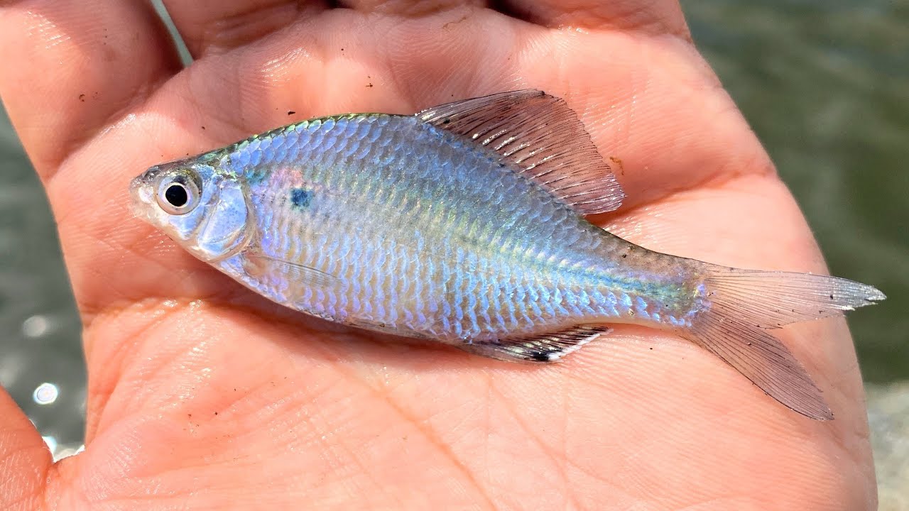 関東某所の川で美し過ぎる外来魚、オオタナゴが釣れまくる！