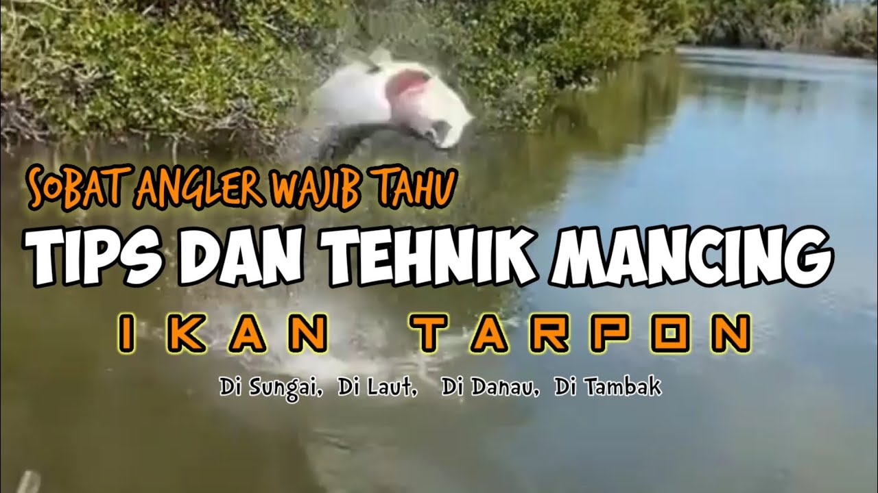 Tips Dan Tehnik Mancing Ikan Tarpon ( Ikan Bulan ) Babon Yg Wajib Angler Tahu