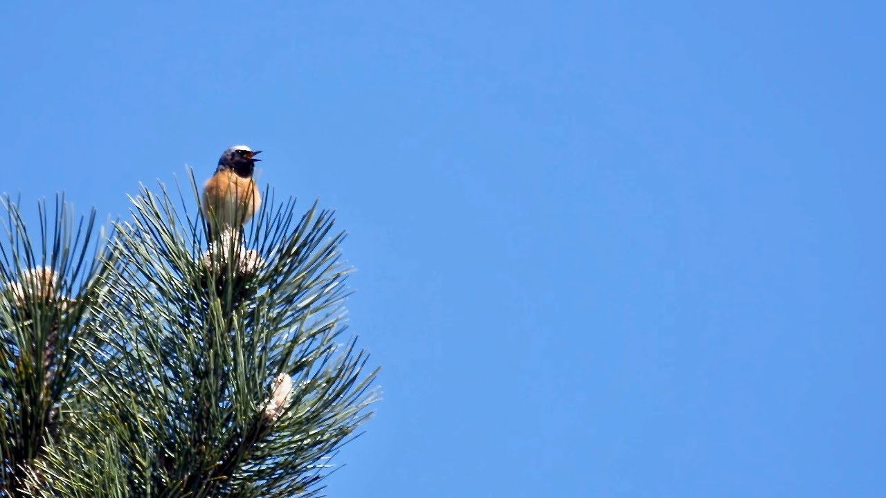Common redstart beautiful song (Phoenicurus phoenicurus)