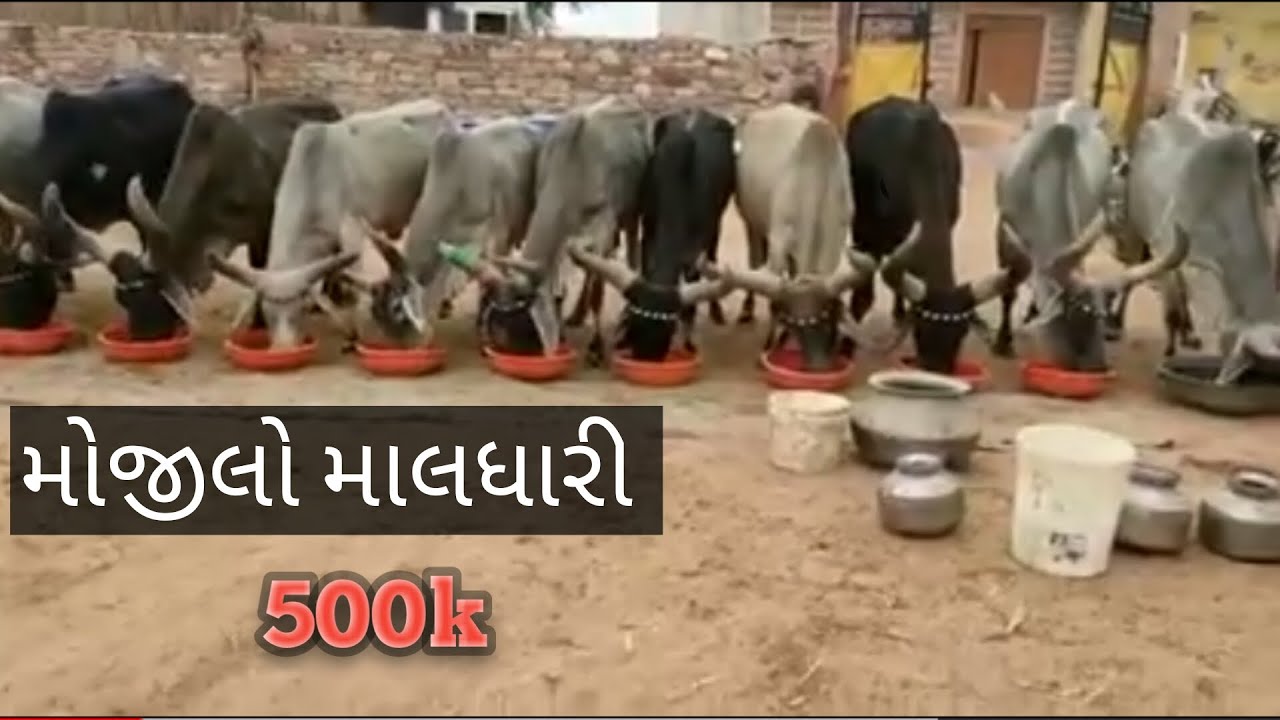 kakarej cow best video maldhari. Jay gaumata, mojilo maldhari