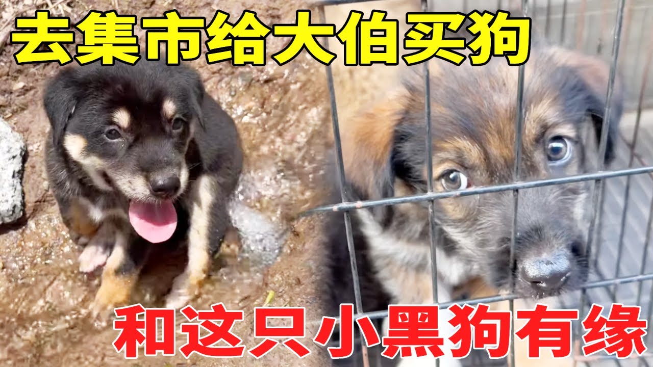 75元钱买来一只田园犬，弥补大伯对小黄的遗憾，和大伯第一次见面就很投缘！【乡野志刚】#生活 #搞笑 #抖音 #山居生活