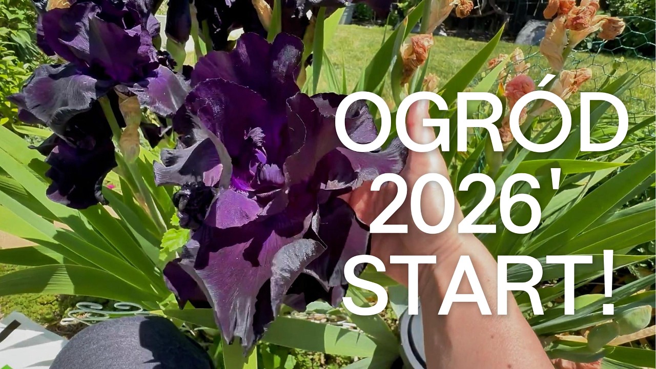PIERWSZY VLOG Z OGRODU 2026 🌿 Co już kwitnie, plany na sezon i wiosenne zmiany!