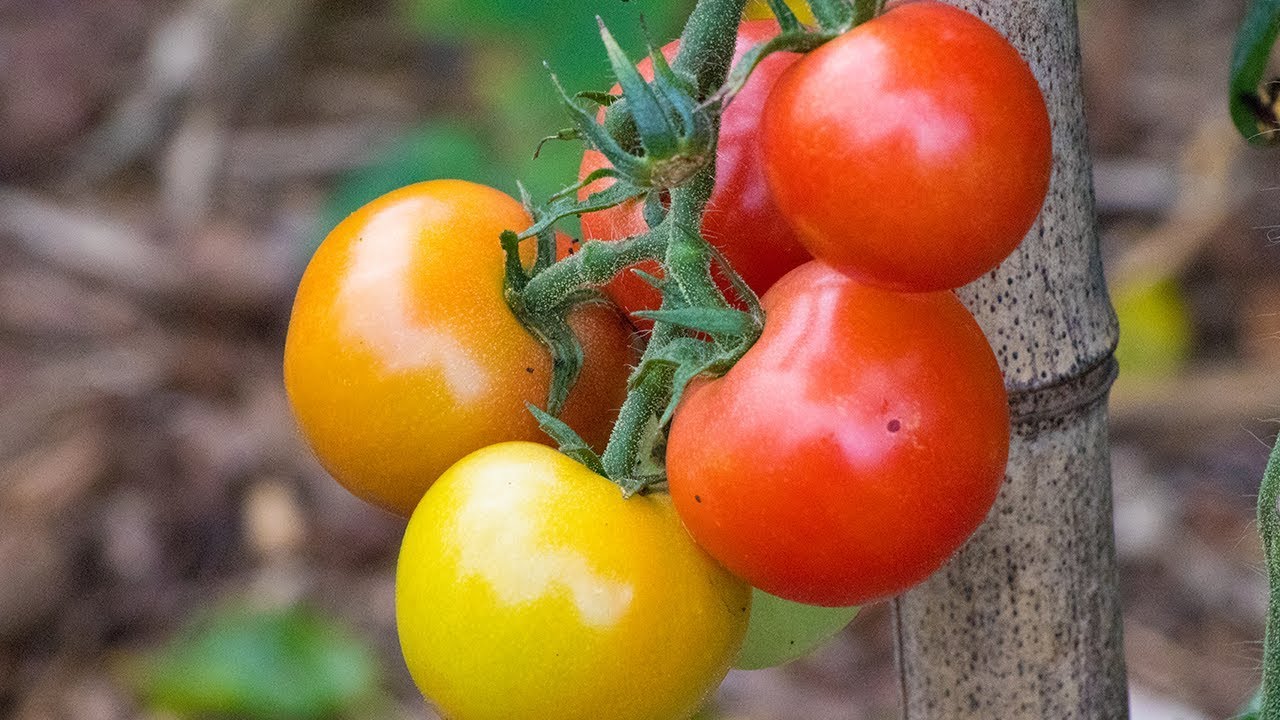 TOMATOES! 🍅 Everything You Need To Know!