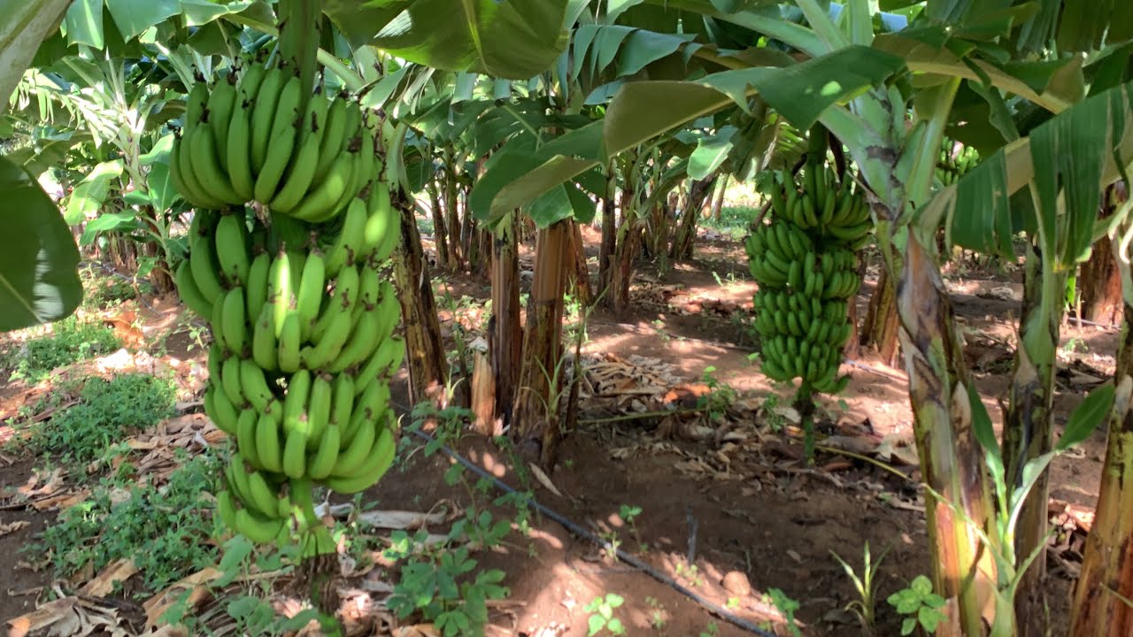 LINDA PLANTAÇÃO DE BANANA NANICA 