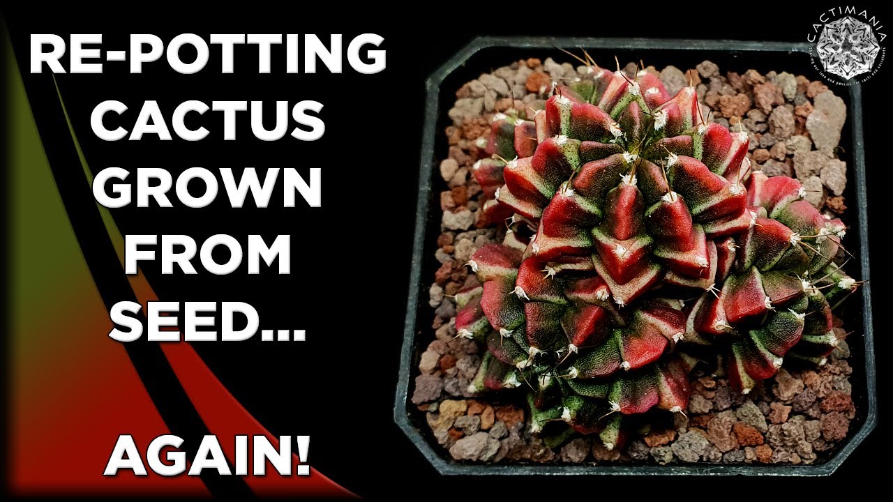 Re-potting Cactus Grown from Seed... Again! | #Cactus & #Succulent Collection