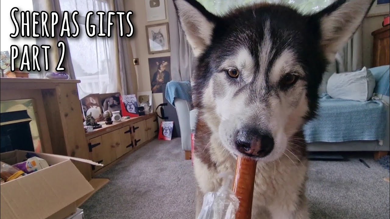 Husky goes Bonkers at the Sight of his Gift!