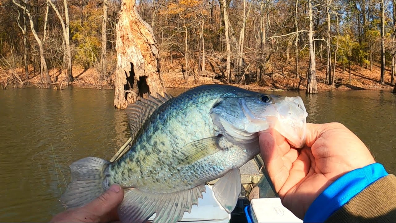 MINNOWS & STRIKE KING MINI SPINNERBAIT FOR CRAPPIE