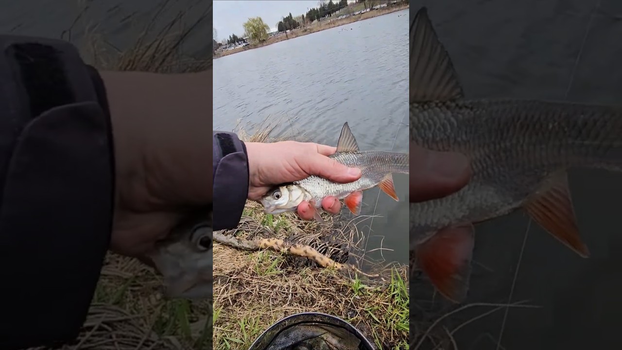 Łazienkowy jaź #fishing