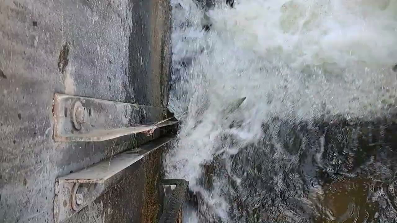 Owen Sound Fish Ladder 2022-10-05