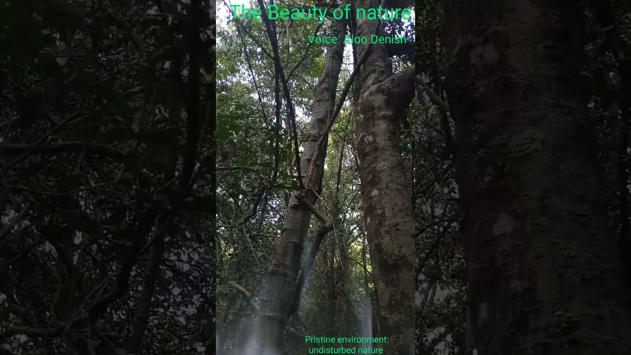 The Beauty of Nature. Pristine Environment