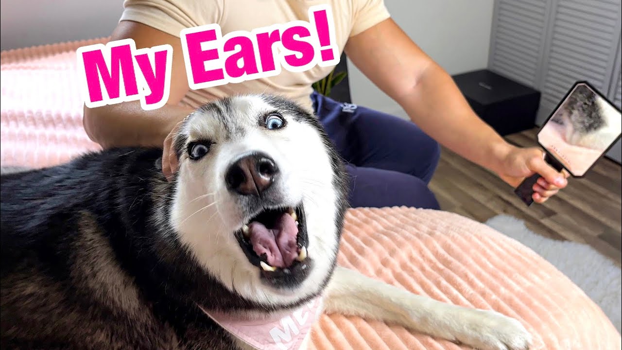 We Told My Talking Husky Her Ears Disappeared! (SHE ARGUES!) 😱🤣
