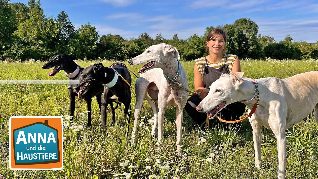 Galgo Español | Information für Kinder | Anna und die Haustiere