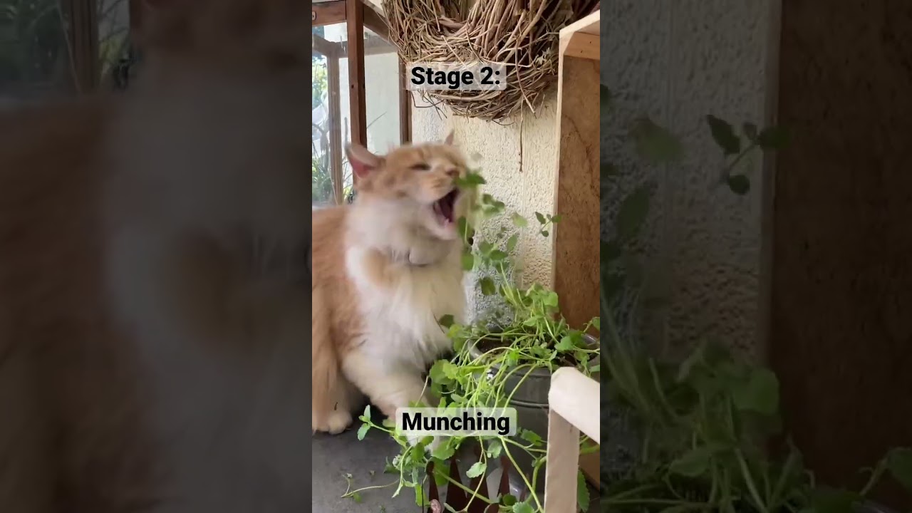 Fresh catnip hitting hard 😵&zwj;💫 #cats #catnip #funnycats
