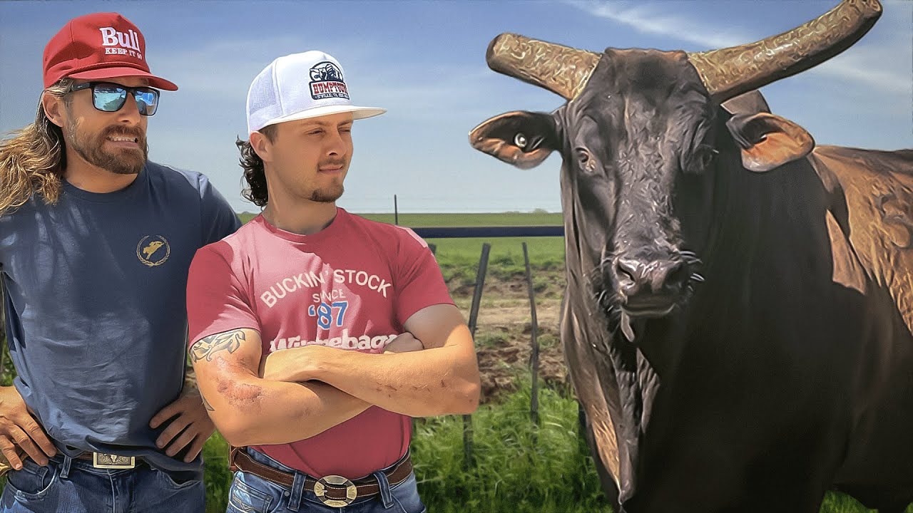 New Buckin Bull! He's HUGE! Rodeo Time 426