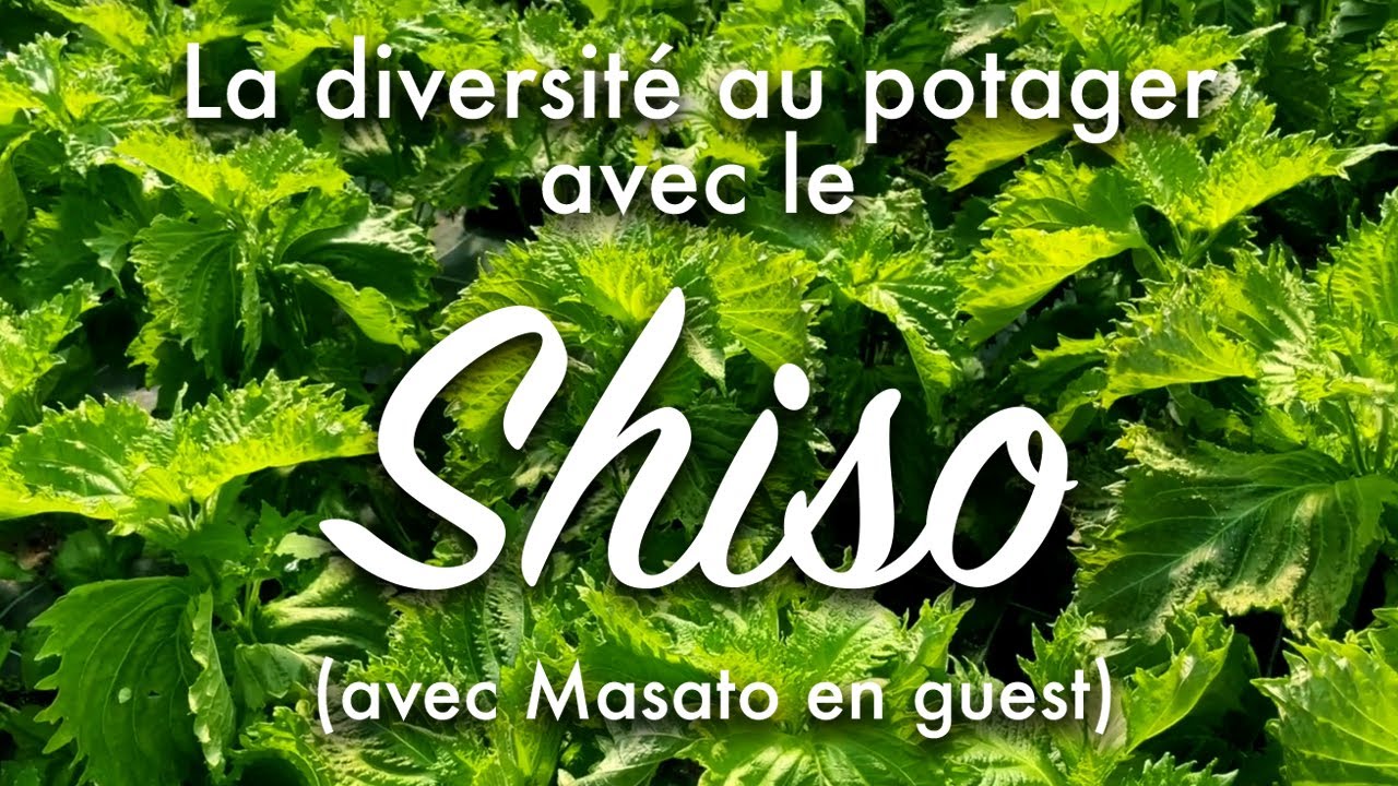 Cultiver la diversité au potager avec le shiso.