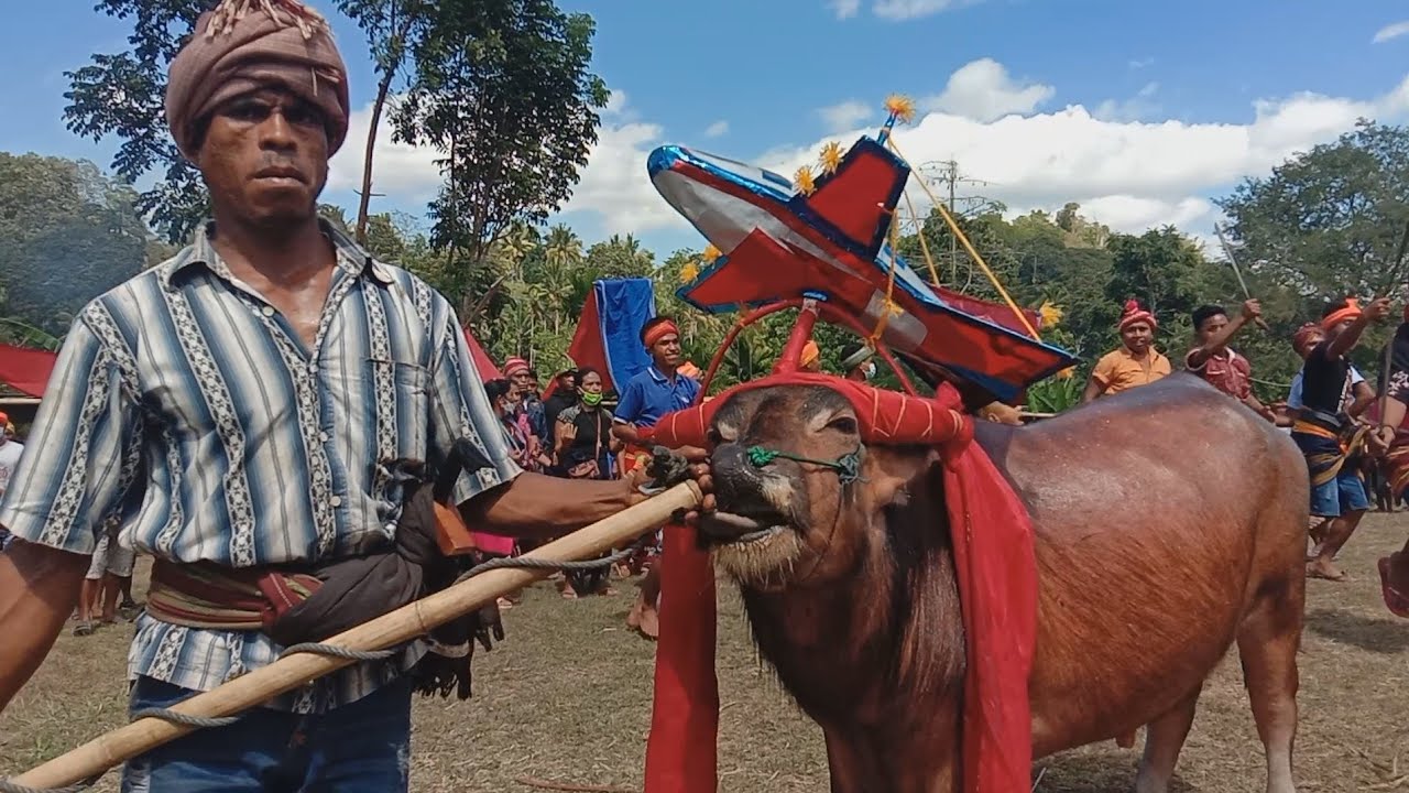 BUDAYA SUMBA // UNIKNYA TRADISI SUMBA NTT