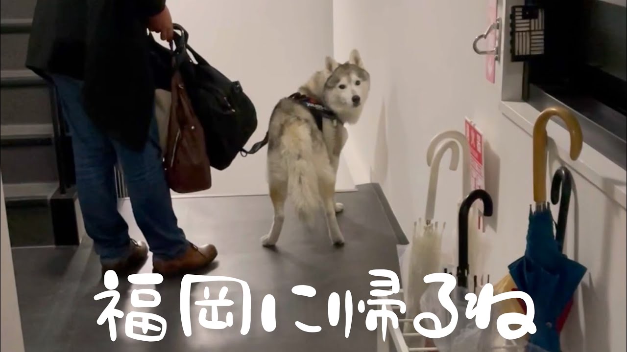 簡単に誘拐されそうになるも、家族を思い出し一目散に帰ってくるシベリアンハスキー