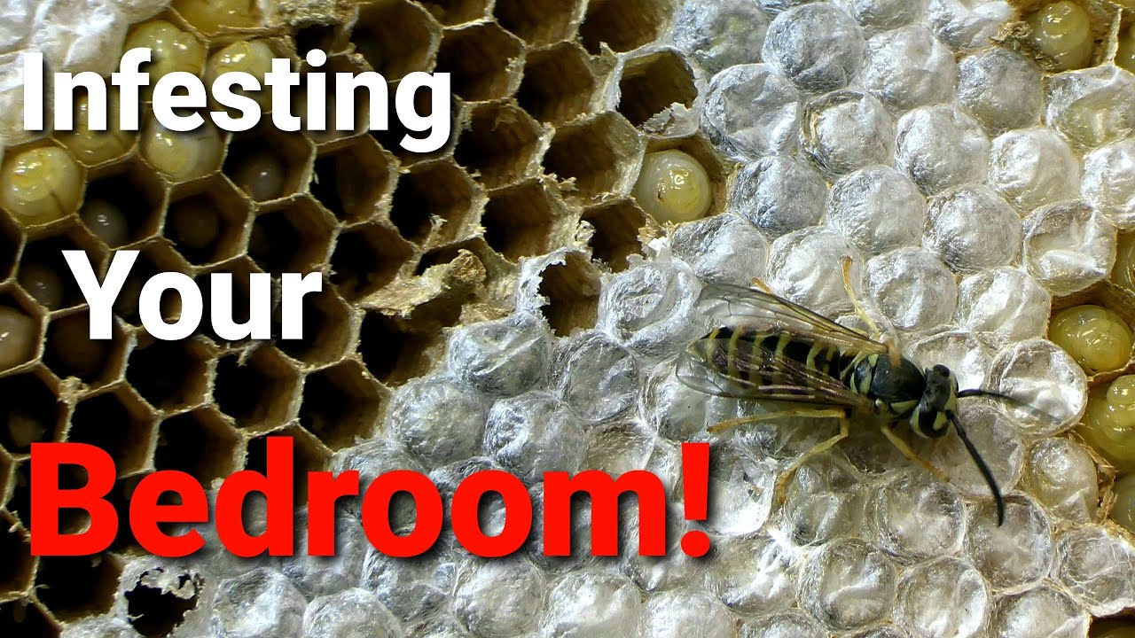 Yellow Jackets INFESTATION inside Bedroom wall! Sleeping with Wasps!