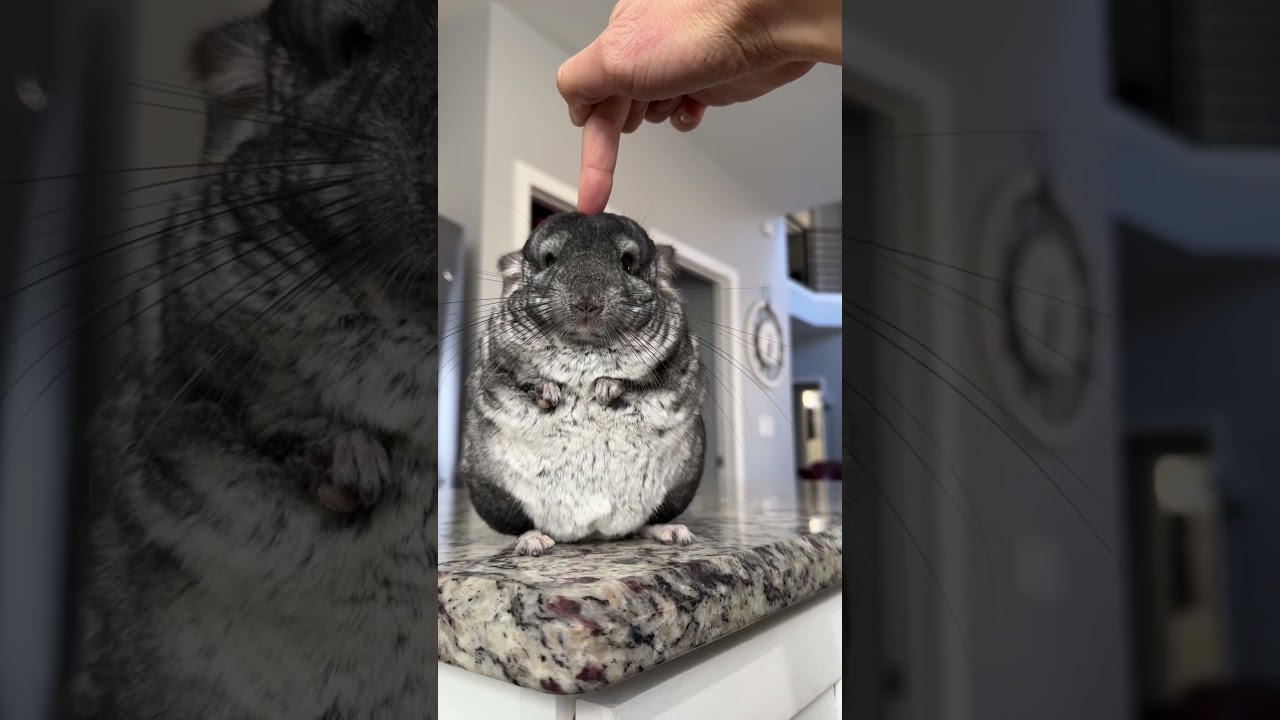 👉✈️😉 #shorts #chinchilla #pets