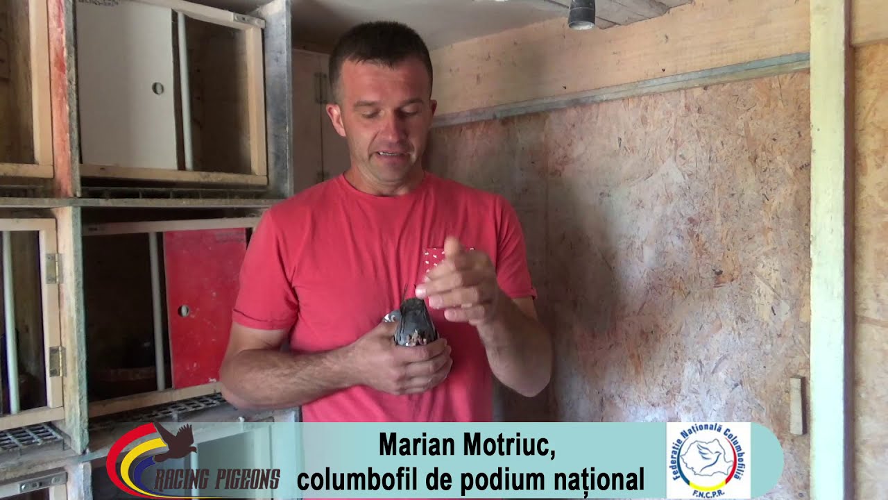 Marian Motriuc, columbofil de podium national