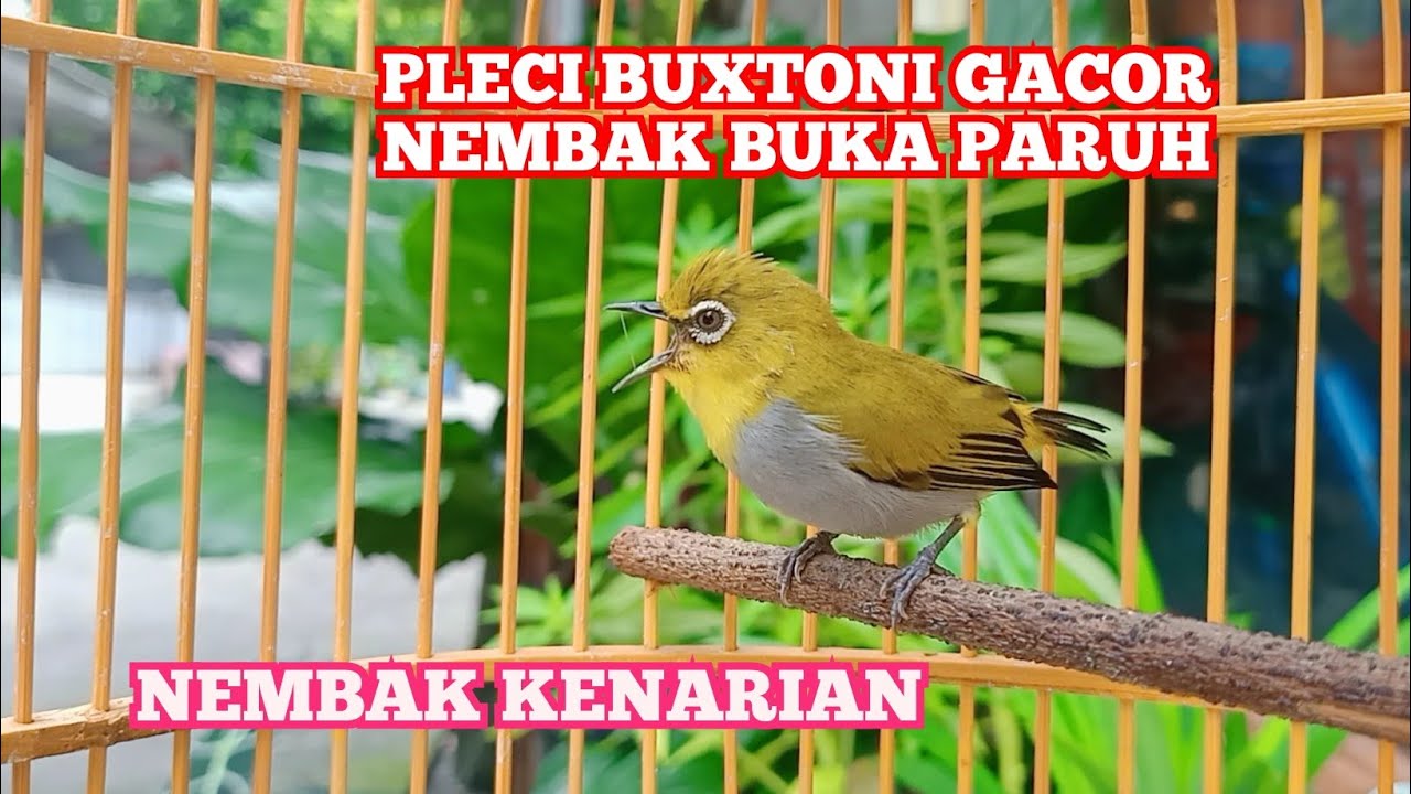 Masteran Pleci Bustomi Gacor Ngalas Buka Paruh &lrm;&lrm;@SONSIN Net