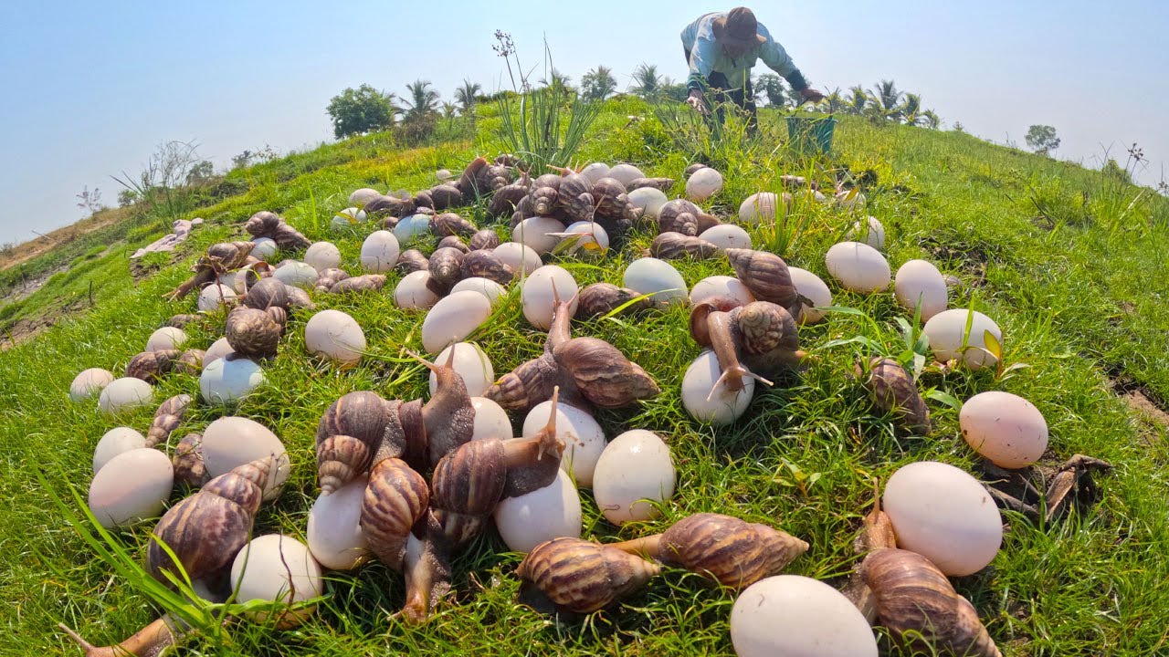 How Giant African Land Snails Are Farmed: From Egg to Harvest