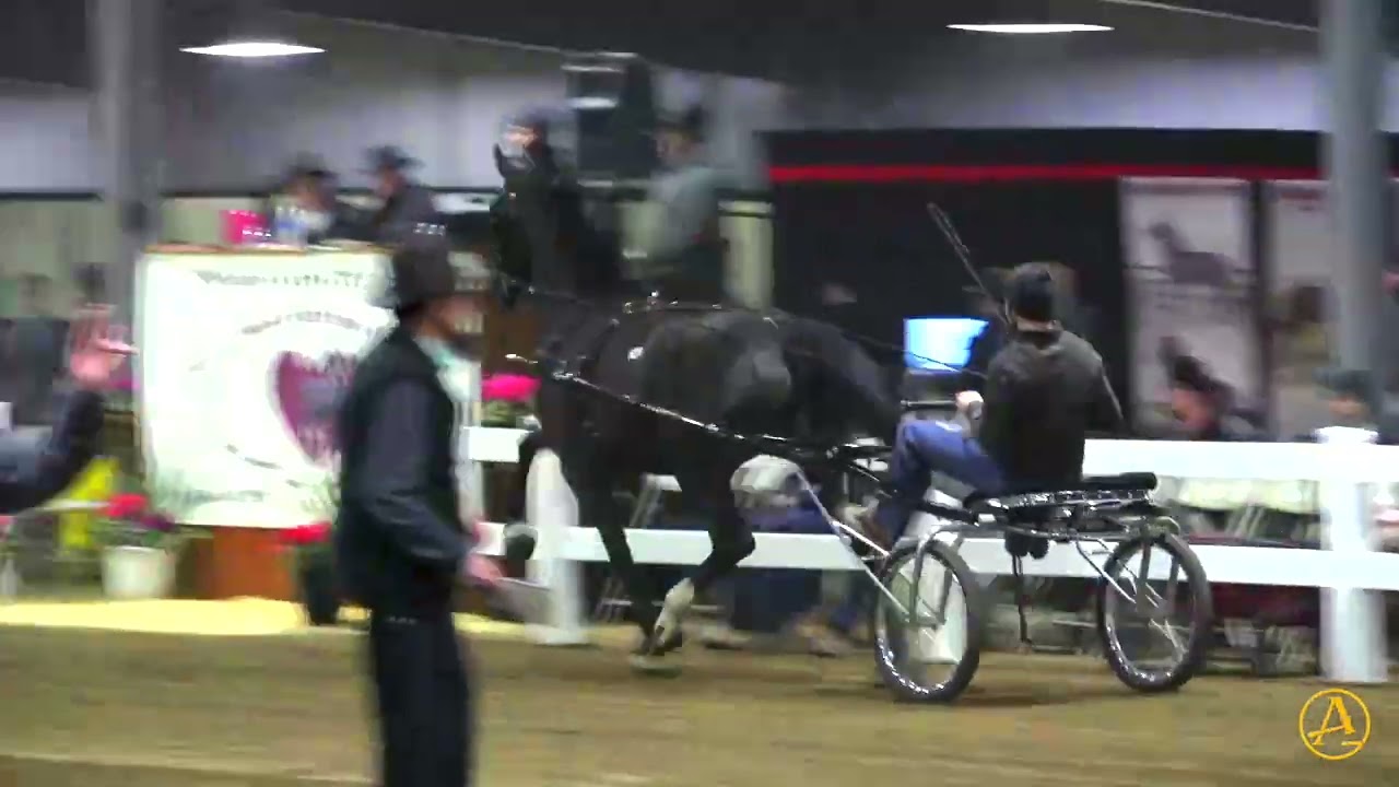2026 Heart of America Dutch Harness Horse Sale - Day 2 | AuctionPro