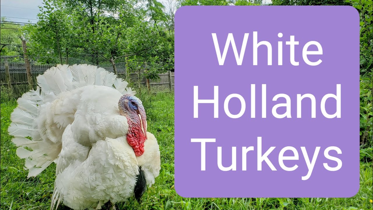White Holland Turkeys, for the Homestead