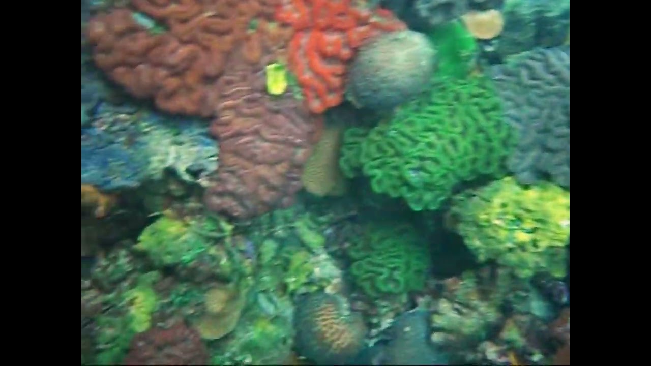 2012-07-26 帛琉腦狀珊瑚 Palau