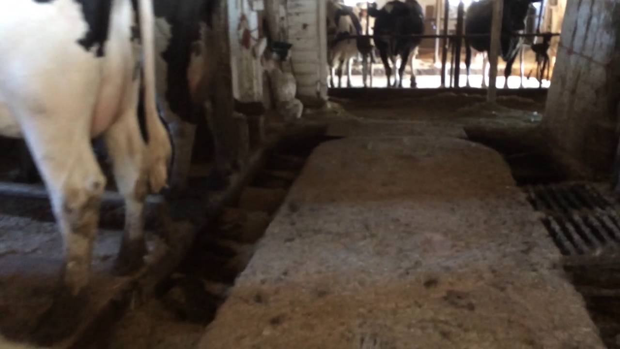 Tour of are dairy farm