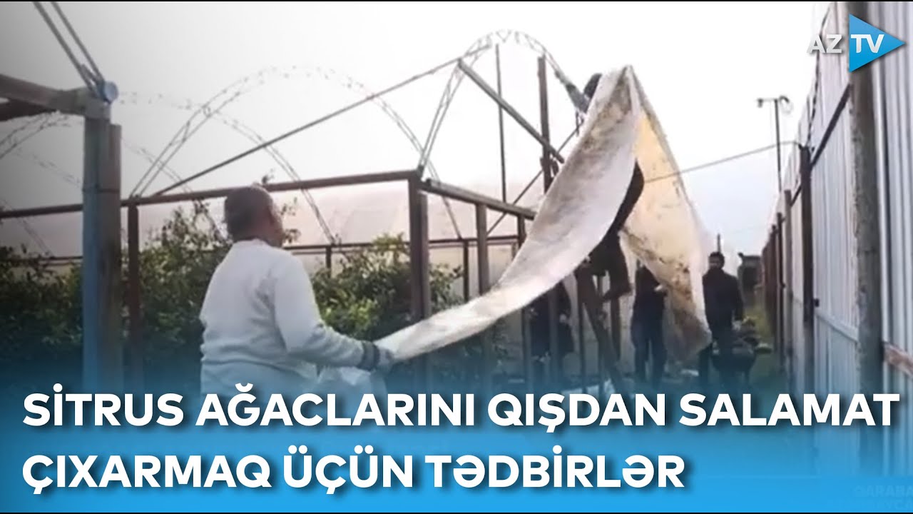 Sitrus ağaclarının qış mühafizəsi: Lənkəranda bağ sahibləri hansı tədbirlər görürlər?