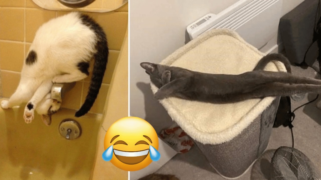Funniest Cats and Dogs Clips 2025 😹🐶 | Try Not To Laugh Challenge 😂 #funnycats #funnydogs