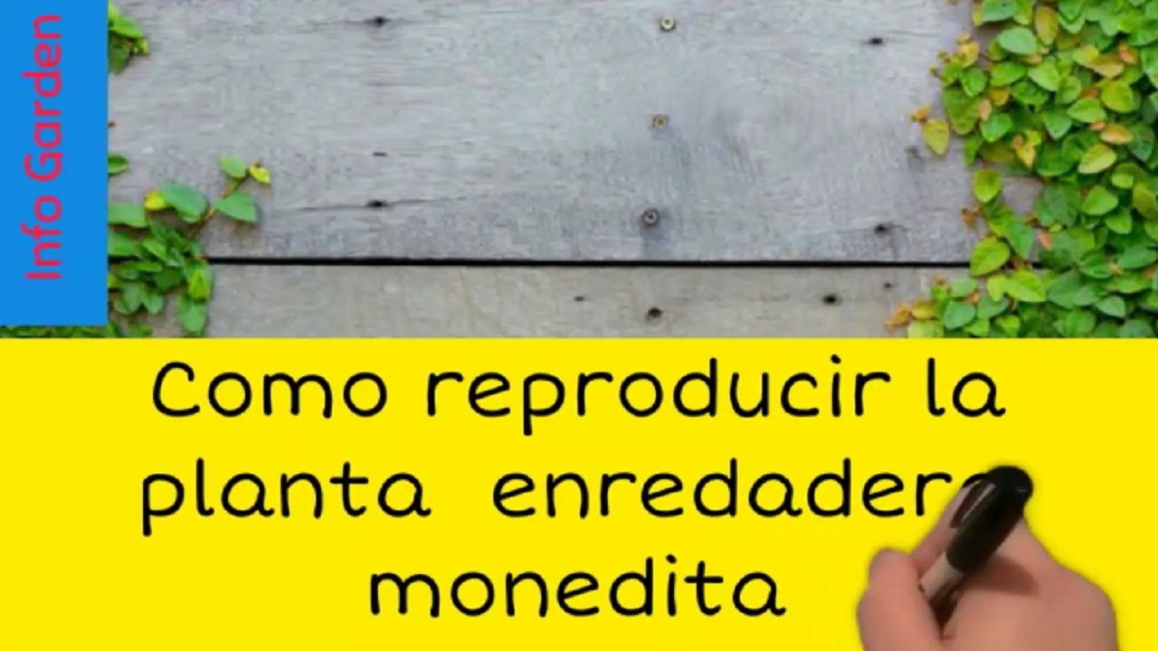 Cuidado y  reproducción de la planta enredadera (trepadora) monedita- Ficus pumila parte 1