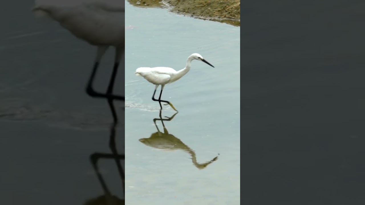 Herons a wading birds
