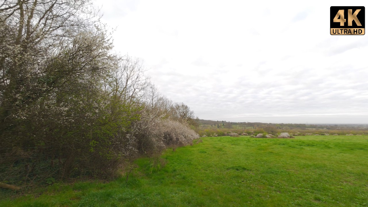 Harrow Viewpoint to Merry Hill Walk 🇬🇧 | Scenic Woodland Trails & Hidden Lake | 4K Nature Walk