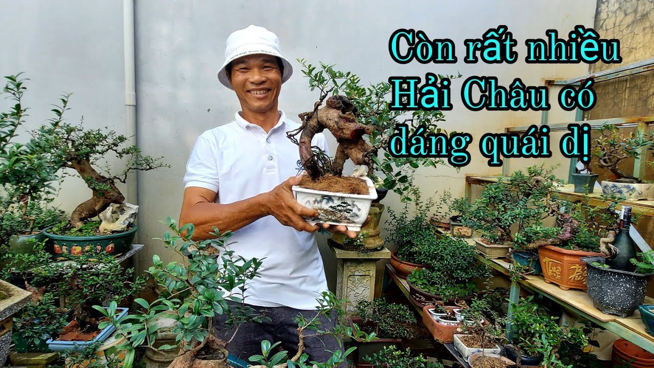 Quá nhiều Hải Châu có dáng Độc Lạ tại vườn Anh Hòa, Phù Cát, Bình Định, Giao lưu, LH: 0907142034