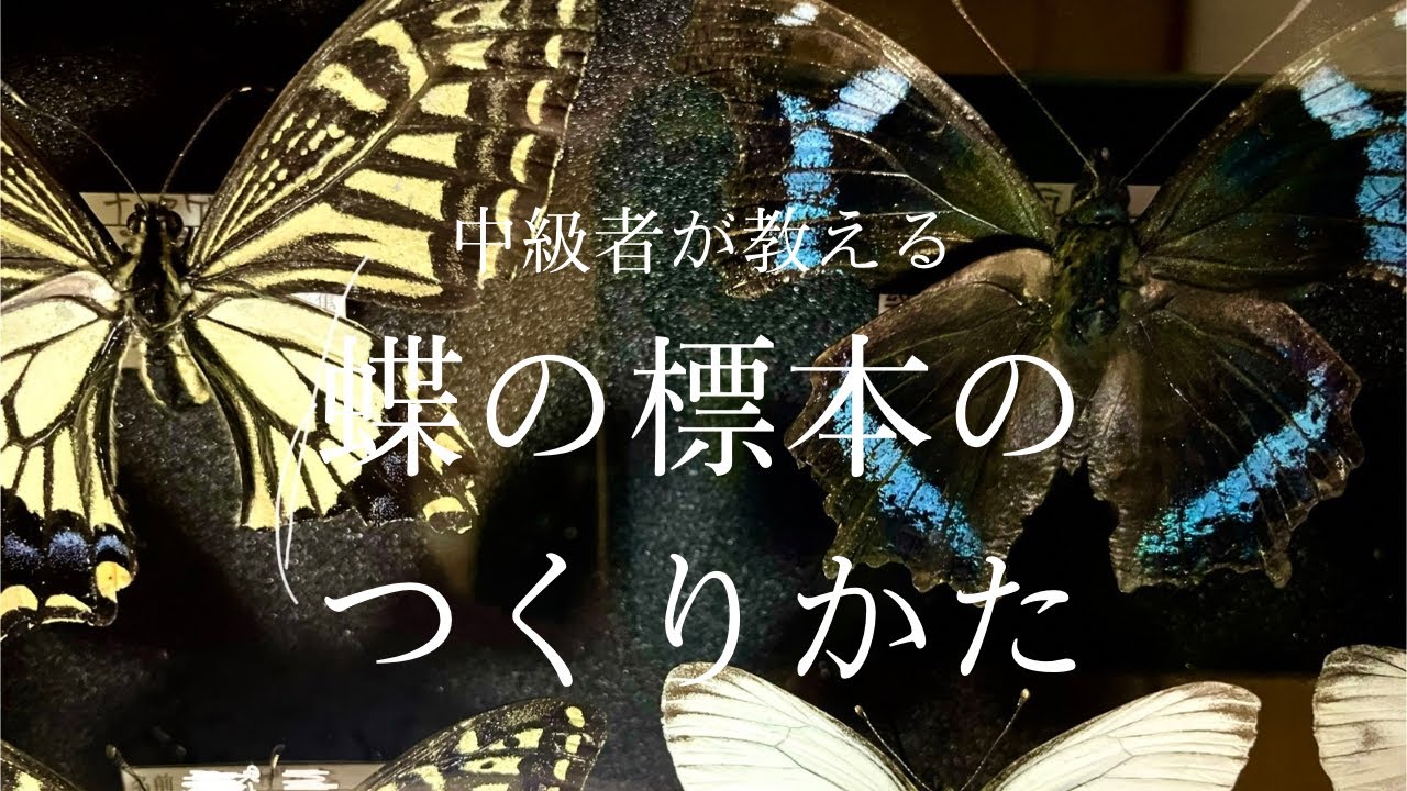 中級者が教える蝶の標本の作り方