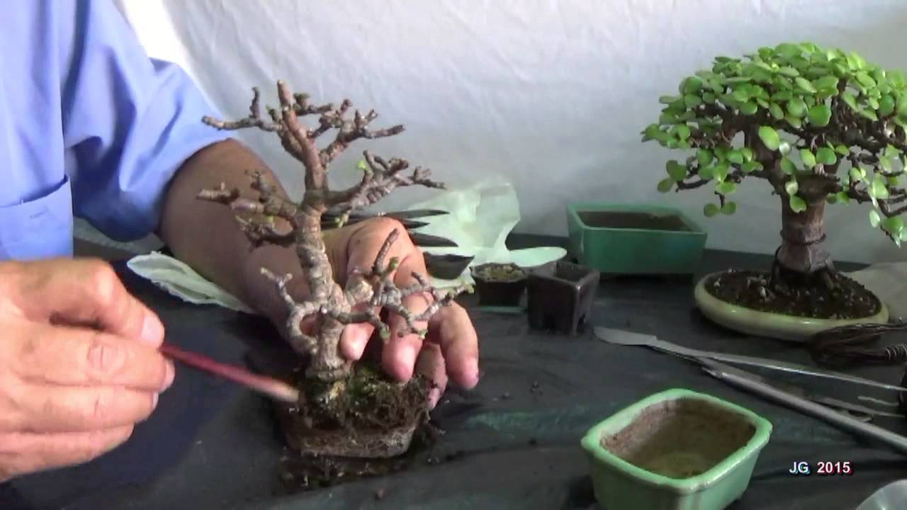 Portulacaria Afra  Mame bonsái  Moyogi  Poda defoliado trasplante y brotación  JG 2015